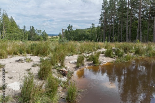 Brown pond amid a lush forest in Mither Tap Of Bennachie, Aberdeenshire, Scotland, UK photo