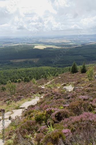 Vertical view of a path amid a heather field to Mither Tap of Bennachie, Aberdeenshire, Scotland, UK photo