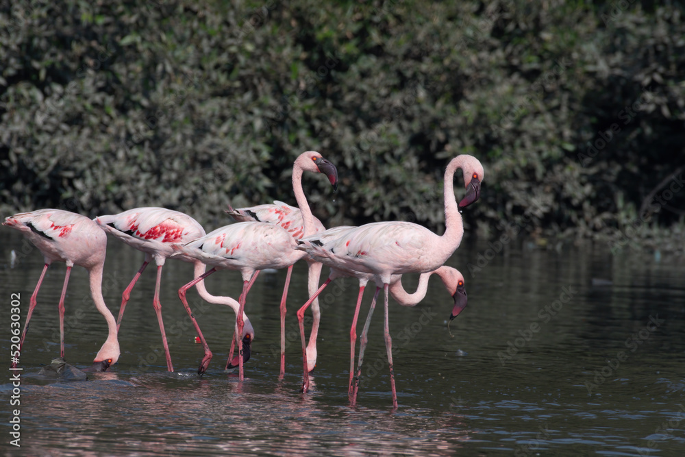 A flock of lesser flamingo (Phoeniconaias minor) seen in the wetlands near Airoli in New Bombay in Maharashtra, India