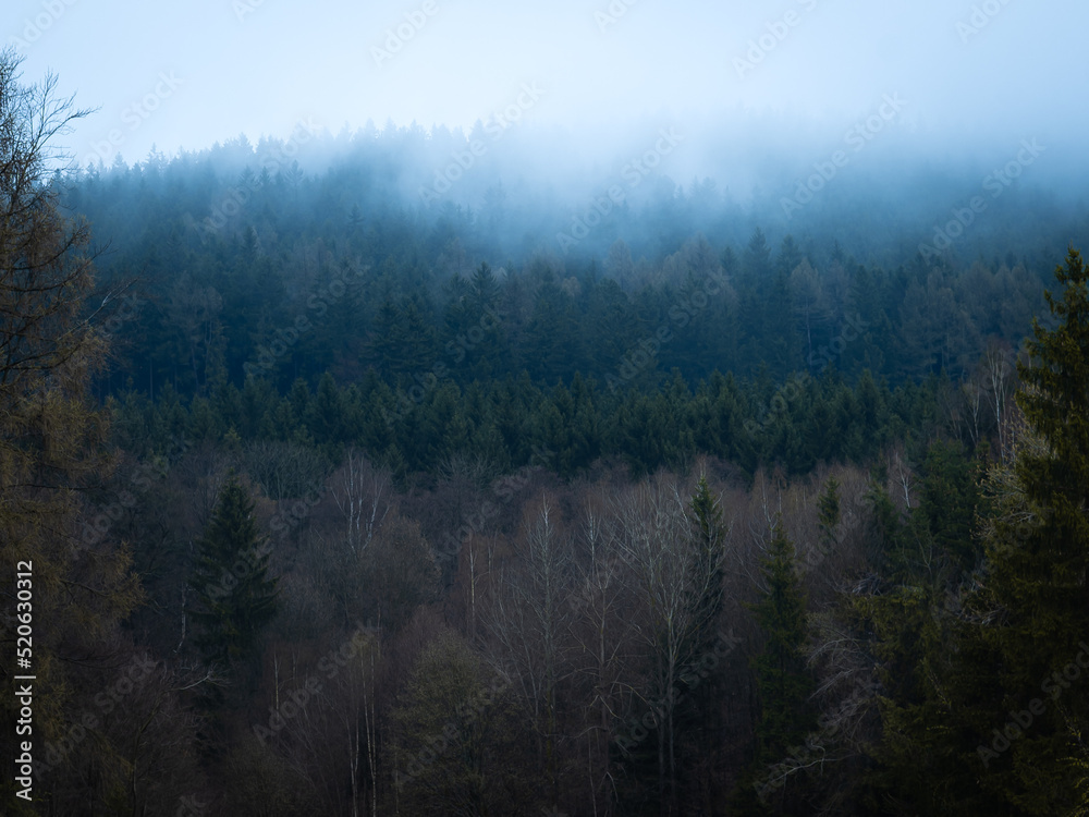 Deep forest hidden in the morning mist. Cool atmosphere morning in the woods between the trees.