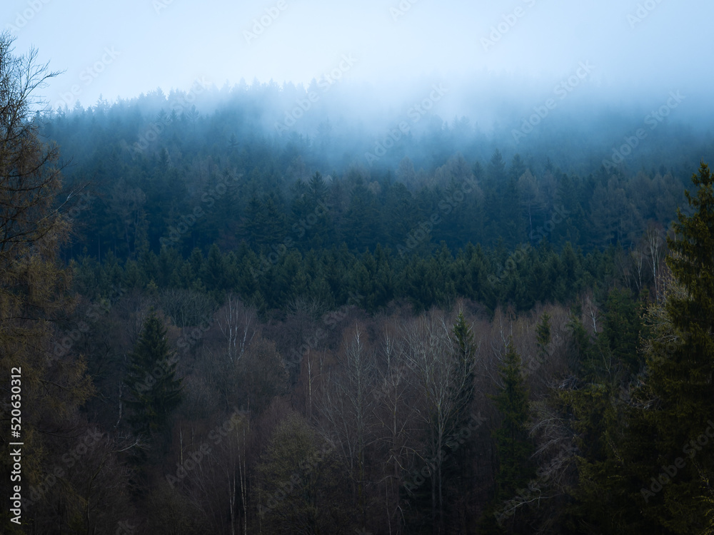 Fototapeta premium Deep forest hidden in the morning mist. Cool atmosphere morning in the woods between the trees.