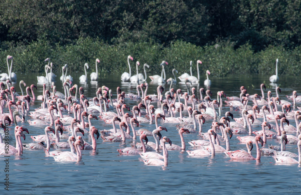 Naklejka premium A big flock of lesser flamingo (Phoeniconaias minor) seen swimming in the wetlands near Airoli in New Bombay in Maharashtra, India 