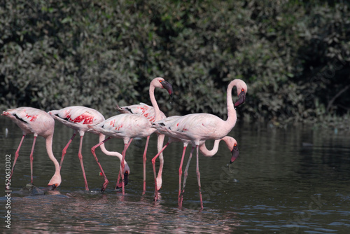 A flock of lesser flamingo  Phoeniconaias minor  seen in the wetlands near Airoli in New Bombay in Maharashtra  India