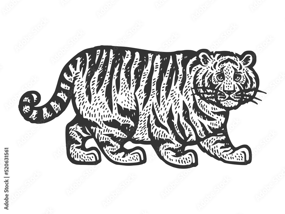fat tiger sketch engraving vector illustration. Scratch board imitation. Black and white hand drawn image.