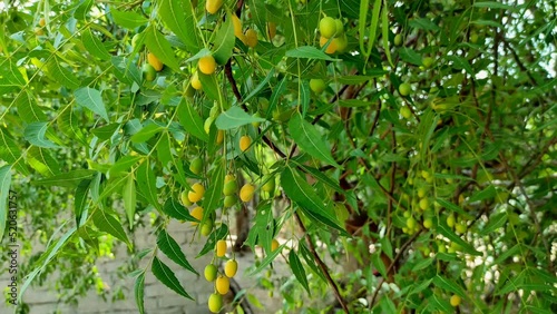Closeup Shot Of Neem Tree Fruits And Leaves photo