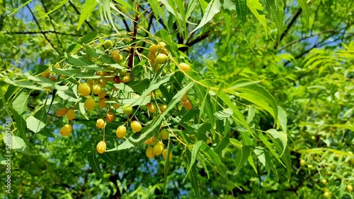 Closeup Shot Of Neem Tree Fruits And Leaves photo