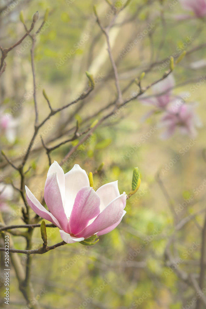 Abstract floral background, pink magnolia flower blooming, vertical banner with free space for text Abstract floral background, pink magnolia flower blooming, vertical banner with free space for text