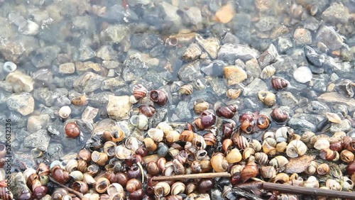 a many shells of snail in the water on river beach