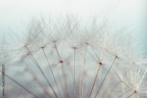 Closeup shot of dandelion fluff and seeds under a daylight photo