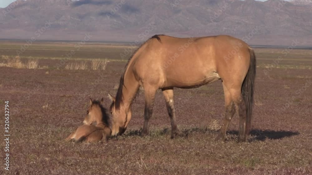 Wild Horse Mare and Foal in the Utah Desert Wild Horse Mare and Foal in the Utah Desert