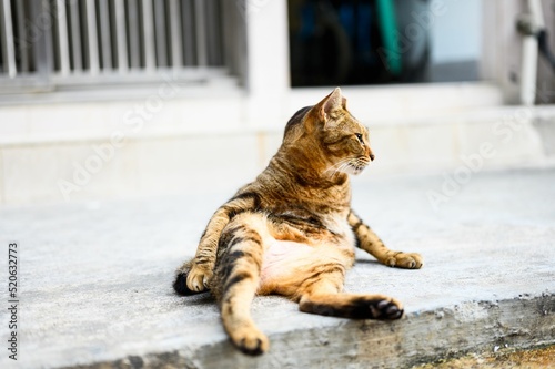 Funny tricolor kitty sitting on the ground. Cats in Tai O, Hong Kong photo