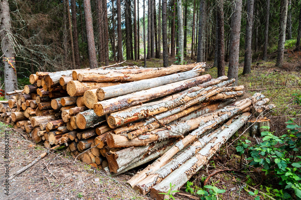 Various cut down tree trunks are piled up in the forest Various cut down tree trunks are piled up in the forest