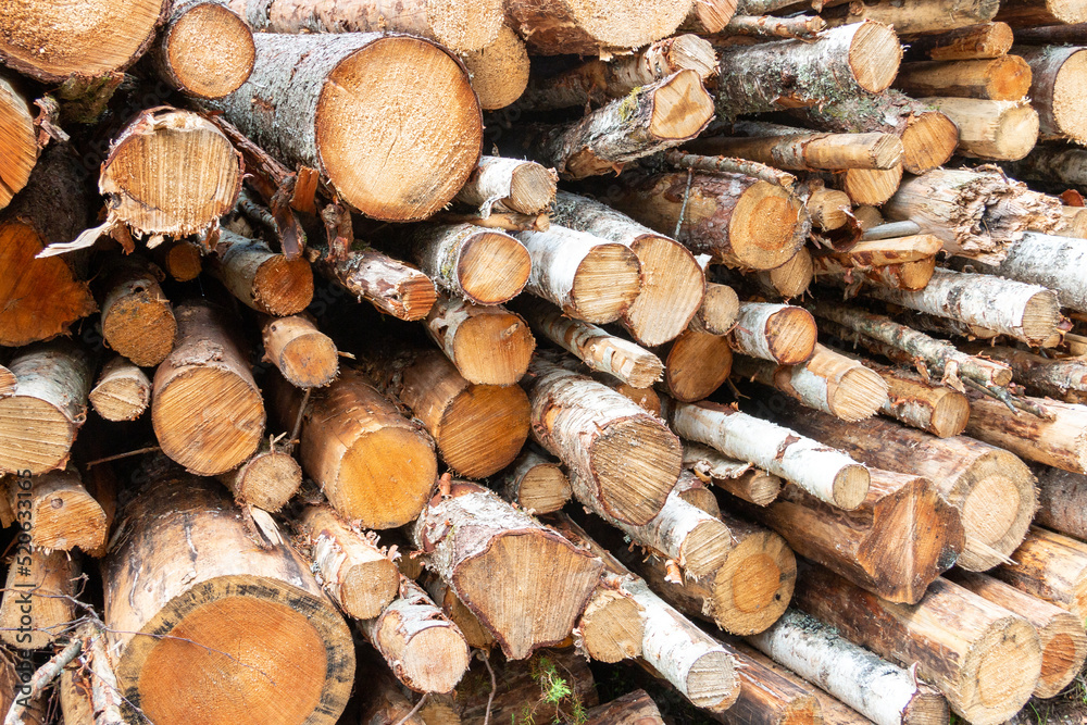 Various cut down tree trunks are piled up in the forest Various cut down tree trunks are piled up in the forest