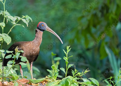 Adorable Red-naped ibis on the ground in lush green park photo