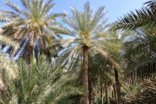 palm plantations in Birkat al Mouz  Oman