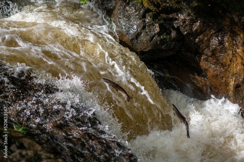 Atlantic Salmon  (Salmo salar) leaping a waterfall in Scotland, United Kingdom photo