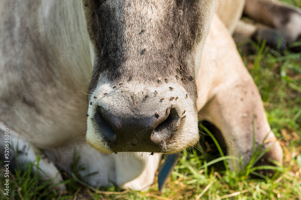 Fototapeta premium Closeup of nose of Alpine gray cow covered with flies.