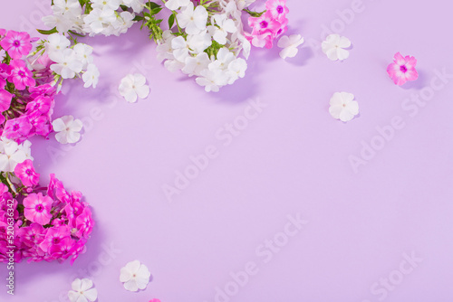 white and purple phloxes  on color paper background © Maya Kruchancova