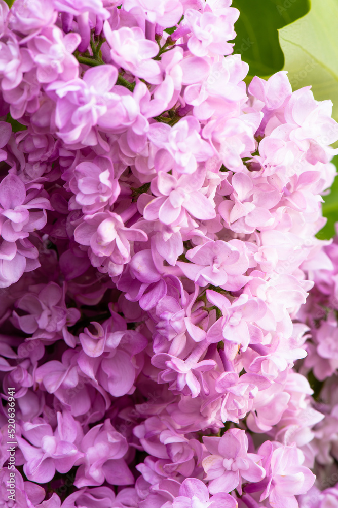 Lush branch with lilac spring flowers, bright flowers of the spring lilac bush, soft focus, close-up. Botanical Garden