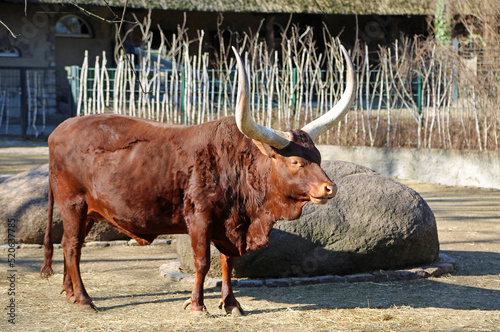 Watussi - long horned cattle, Berlin, Germany photo