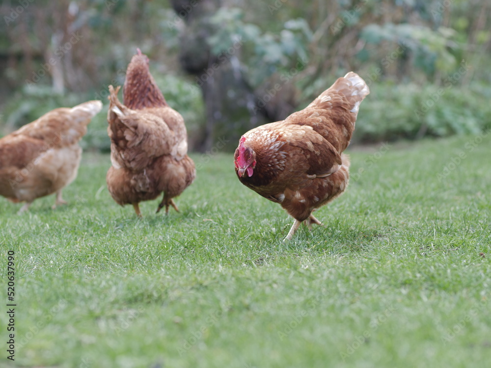 Fototapeta premium Hens free range on grass i