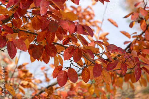 amelanchier lamarckii shadbush colorful autumnal shrub branches full of beautiful red orange yellow leaves photo