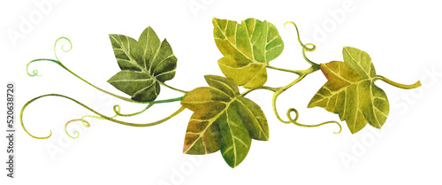 Watercolor pumpkin leaves. Stem of green pumpkin leaves on a white background