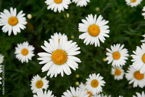 Summer concept. Crop view of the blooming daisies field in spring. selective soft focus. much Chamomile  top view. outdoor rural horizontal background
