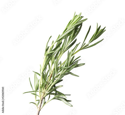 Aromatic fresh green rosemary isolated on white