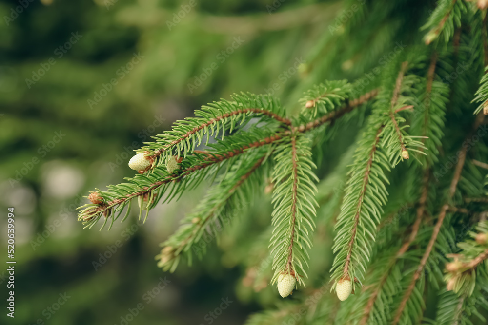 Green branches of beautiful conifer tree with small cones outdoors, closeup Green branches of beautiful conifer tree with small cones outdoors, closeup