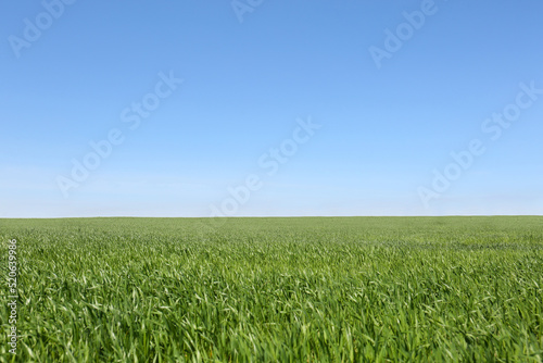 Beautiful view of agricultural field with ripening cereal crop