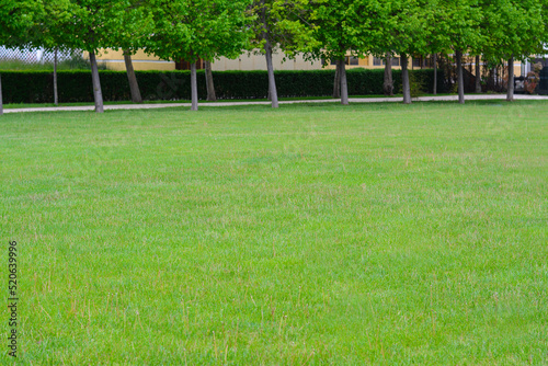 Fototapeta Naklejka Na Ścianę i Meble -  Green lawn with fresh grass, trees and bushes outdoors