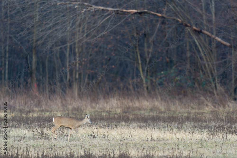 roe deer wild roe deer wild