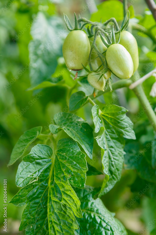Green tomatoes on a bush are poured into the sun open ground.
