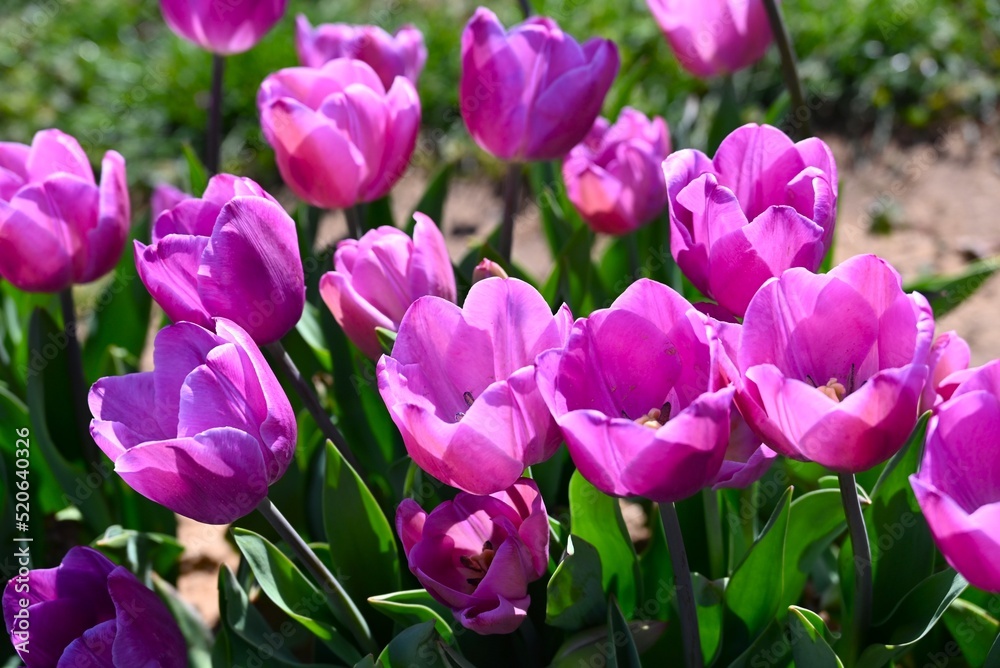 Obraz premium Tulip fields of gardening dreams!