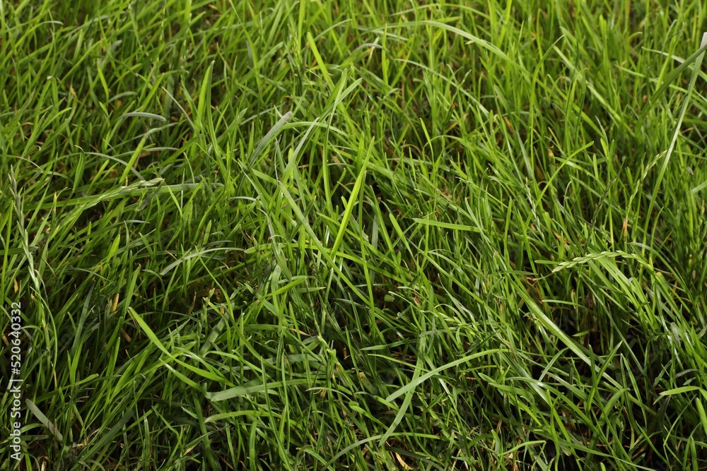 Beautiful lush green grass as background, closeup Beautiful lush green grass as background, closeup