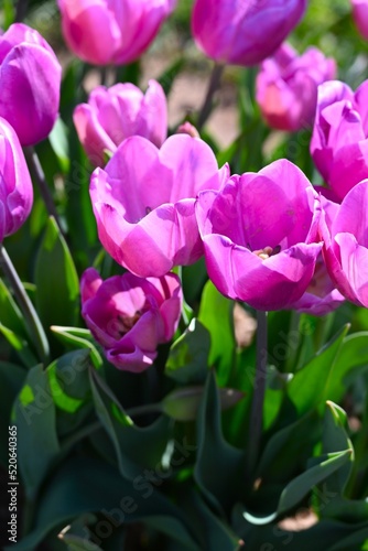 Fototapeta Naklejka Na Ścianę i Meble -  Tulip fields of gardening dreams!
