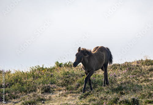 Wild horses in the Sierra de Bobia, with their beautiful foals photo