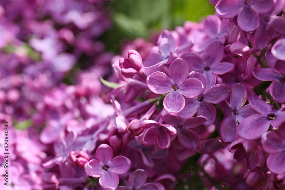 Closeup view of beautiful lilac flowers outdoors Closeup view of beautiful lilac flowers outdoors