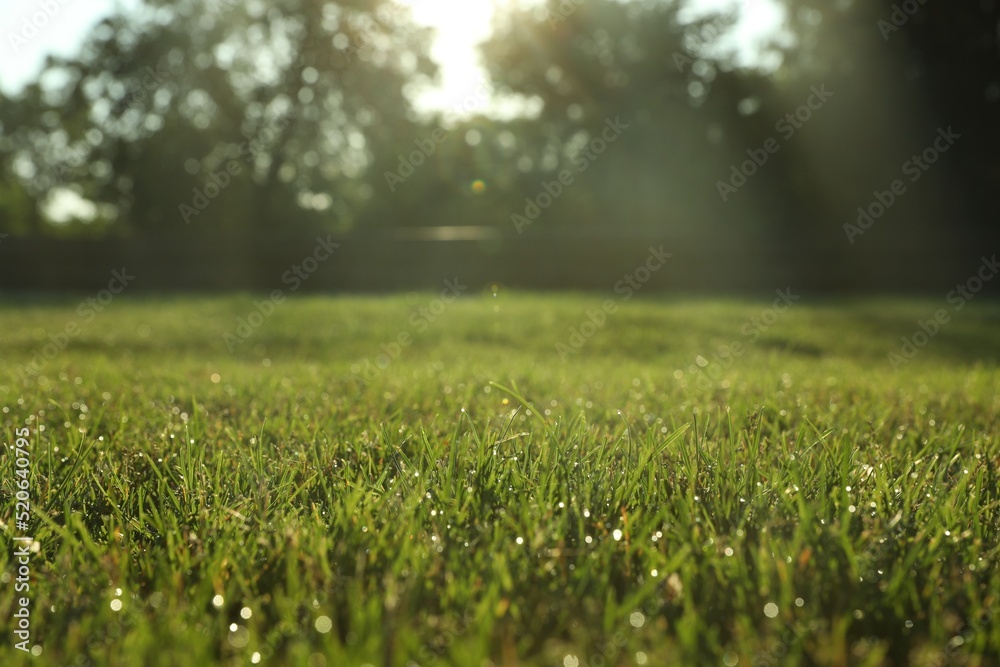 Lush green grass outdoors on sunny day Lush green grass outdoors on sunny day