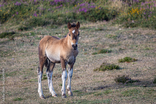 Wild horses in the Sierra de Bobia  with their beautiful foals