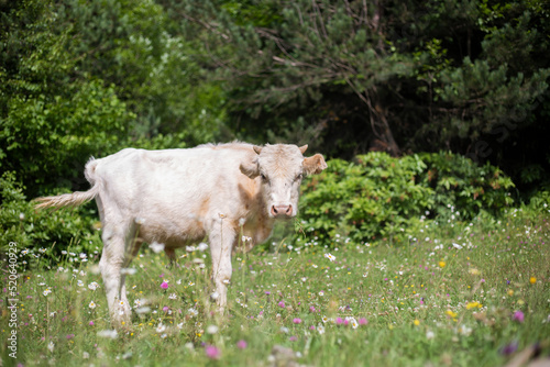cow in the meadow