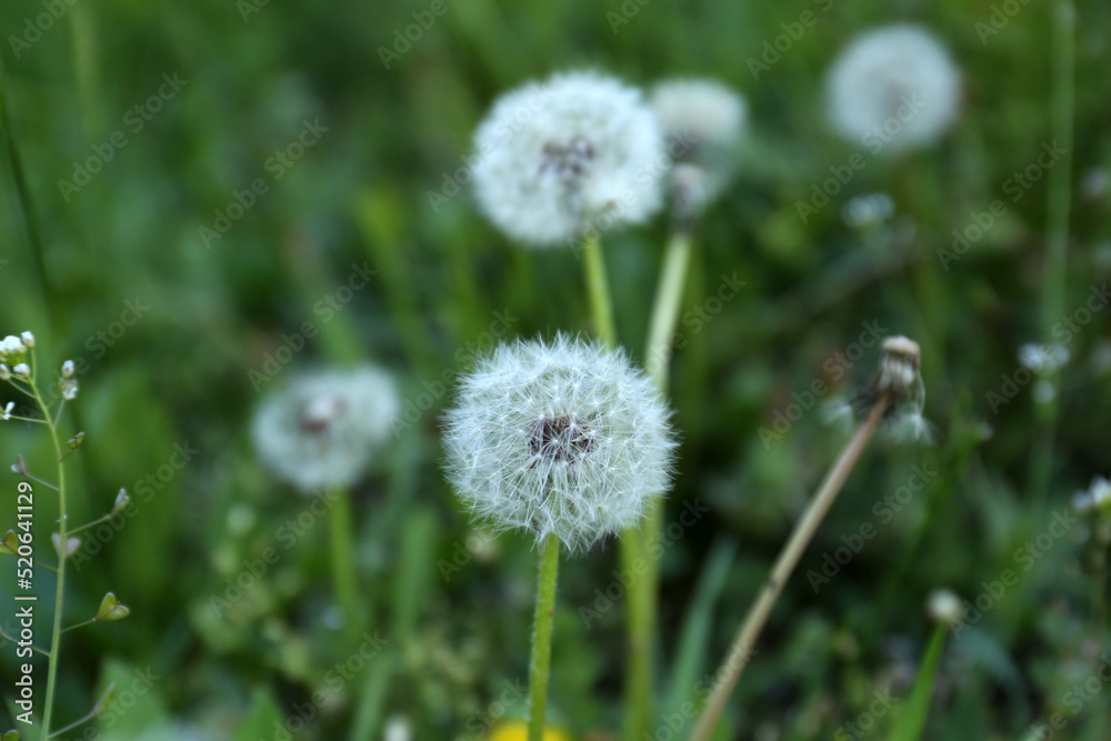 Beautiful fluffy dandelion flowers growing outdoors, closeup