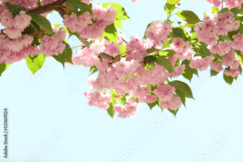 Beautiful sakura tree with pink flowers near building outdoors  closeup
