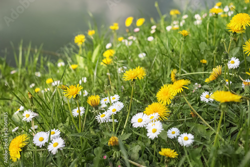 Beautiful bright yellow dandelions and chamomile flowers in green grass, closeup © New Africa