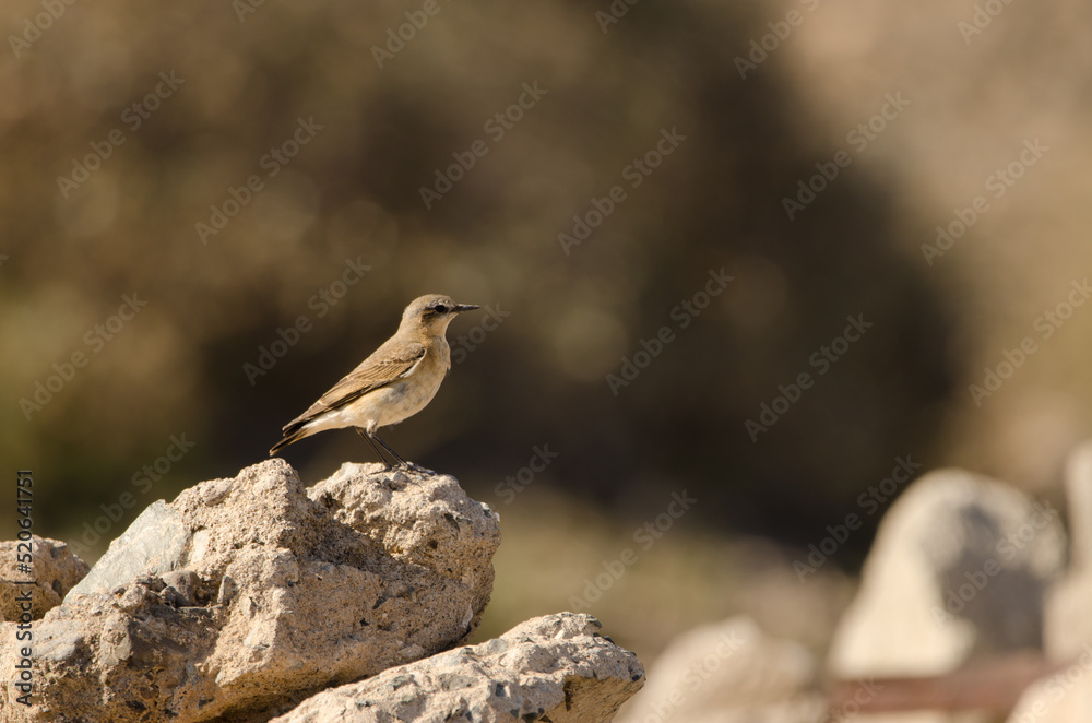Northern wheatear Oenanthe oenanthe. Las Palmas de Gran Canaria. Gran Canaria. Canary Islands. Spain. Northern wheatear Oenanthe oenanthe. Las Palmas de Gran Canaria. Gran Canaria. Canary Islands. Spain.