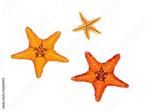 Digital illustration. Clip art. The starfish. Drawn in Photoshop.