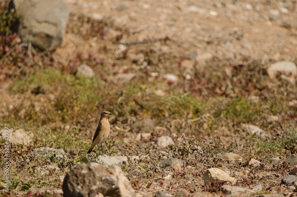 Northern wheatear Oenanthe oenanthe. Las Palmas de Gran Canaria. Gran Canaria. Canary Islands. Spain. Northern wheatear Oenanthe oenanthe. Las Palmas de Gran Canaria. Gran Canaria. Canary Islands. Spain.