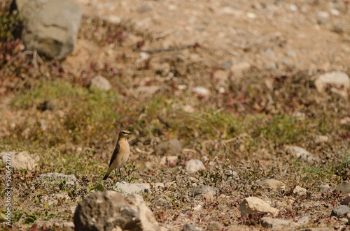 Northern wheatear Oenanthe oenanthe. Las Palmas de Gran Canaria. Gran Canaria. Canary Islands. Spain.