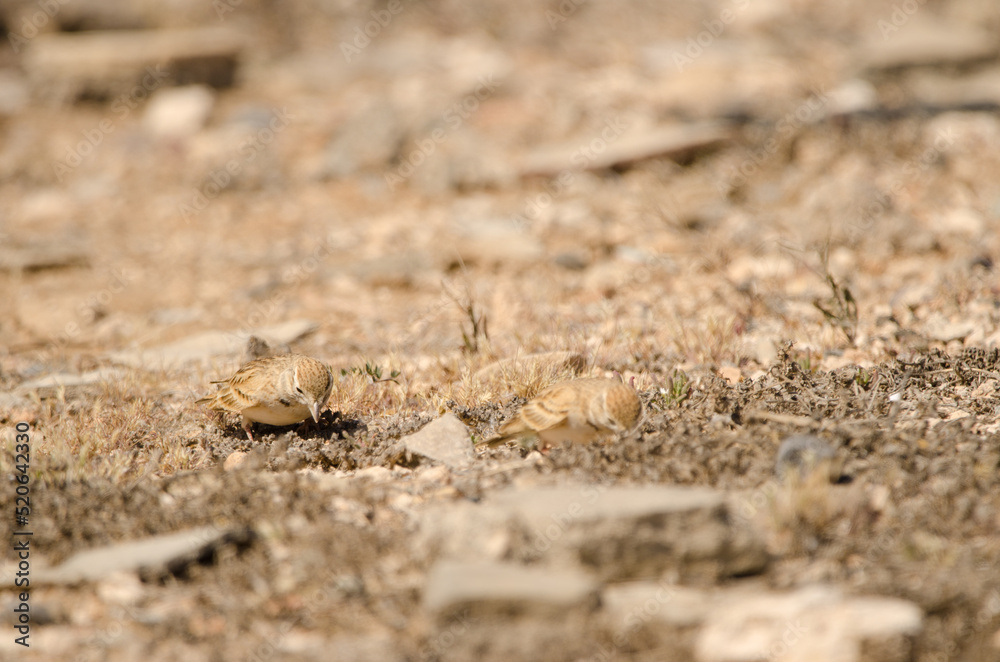 Greater short-toed larks Calandrella brachydactyla searching for food. Las Palmas de Gran Canaria. Gran Canaria. Canary Islands. Spain. Greater short-toed larks Calandrella brachydactyla searching for food. Las Palmas de Gran Canaria. Gran Canaria. Canary Islands. Spain.